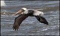 _9SB0127 brown pelican